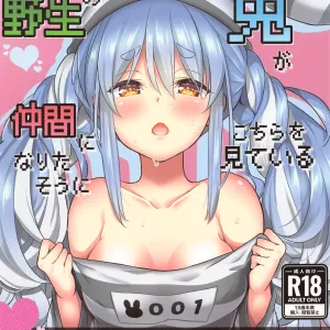 Yasei no Usagi ga Nakama ni Naritasou ni Kochira wo Miteiru